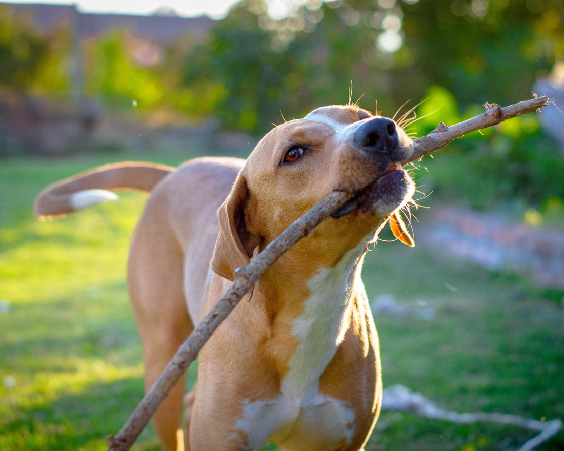 The Ultimate Guide to Pet Care: Tips for Happy, Healthy Companions