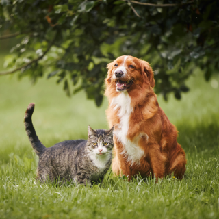 The Ultimate Guide to Pet Health and Injury/Illness Prevention: Keep Your Furry Friend Safe