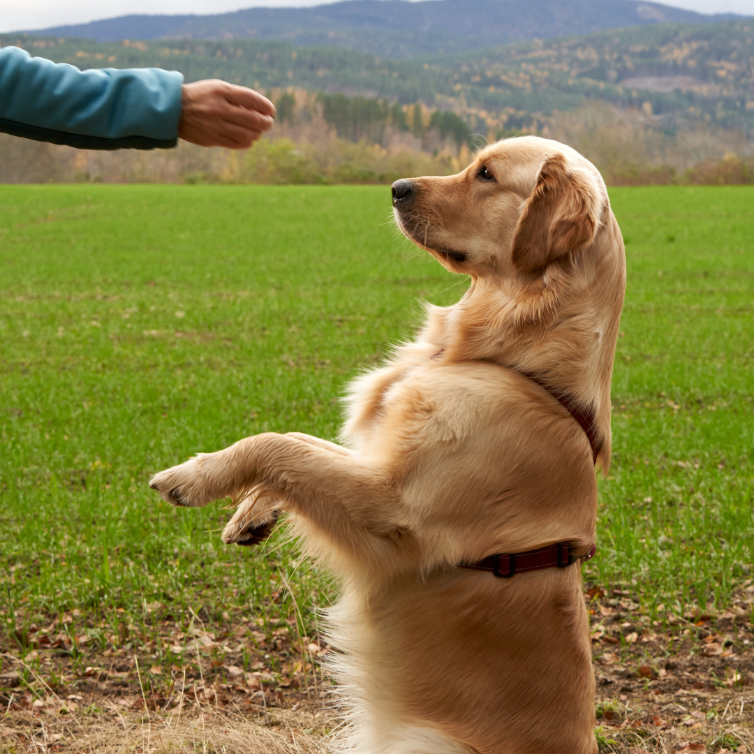 The Ultimate Guide to Training Your Pet: Tips for Happy, Obedient Companions